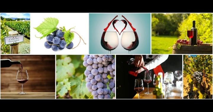 Cabernet Sauvignon Wine Grapes