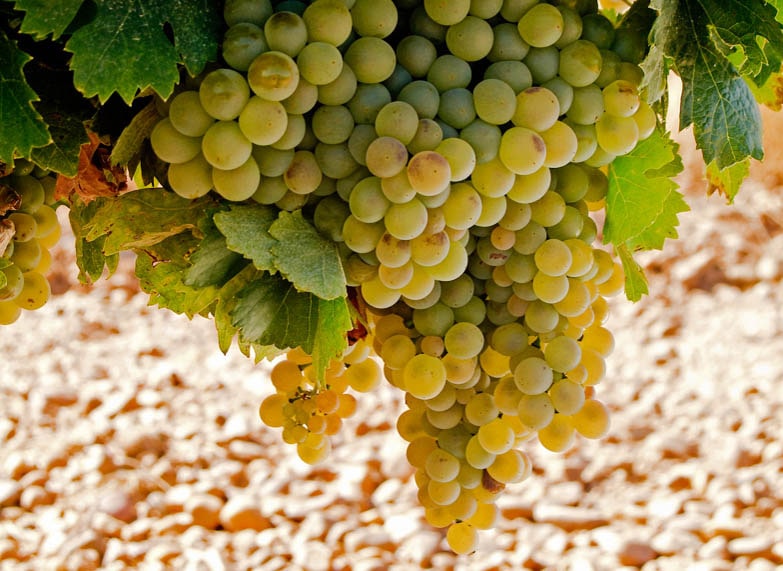 Bright grapes on a vine