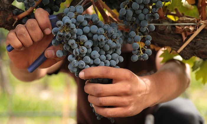 The vineyards of Domaine Bousquet